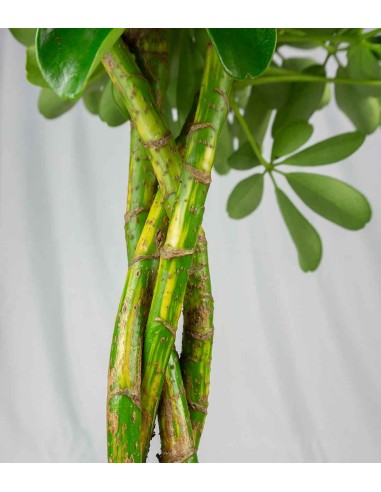 Schefflera variegata | 70 cm