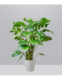 Filodendro Monstera, pianta...