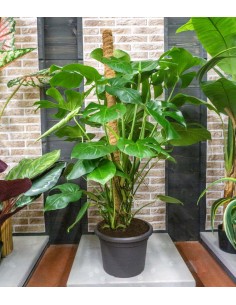 Filodendro Monstera, pianta... 2