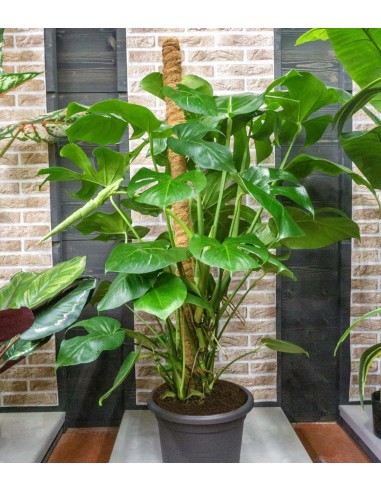 Filodendro Monstera, pianta alta 