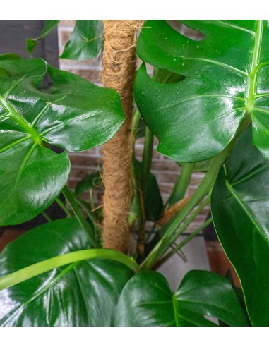 Filodendro Monstera, pianta alta 