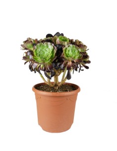 Aeonium Atropurpureum