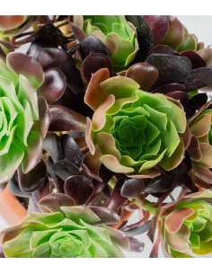 Aeonium Atropurpureum 2
