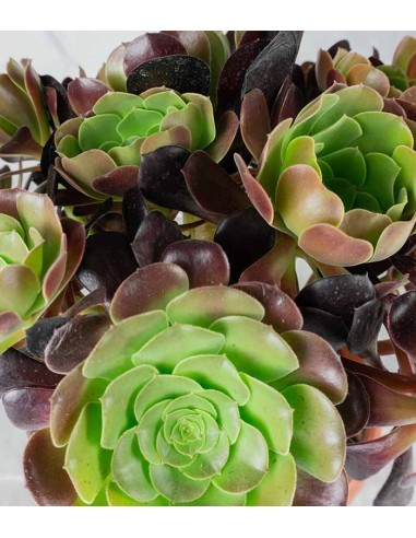 Aeonium Atropurpureum