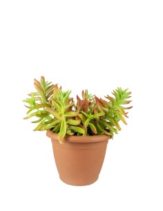 Crassula Capitella Campfire