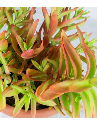 Crassula Capitella Campfire