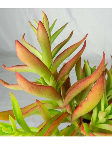Crassula Capitella Campfire