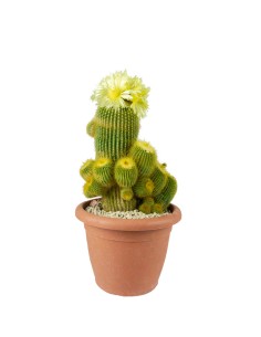 Notocactus leninghausii