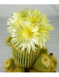 Notocactus leninghausii 2