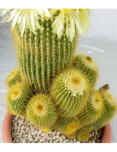 Notocactus leninghausii