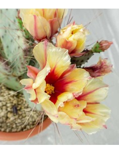 Opuntia violacea 2