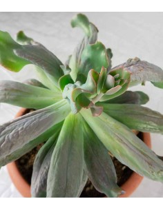 Echeveria culibra 2