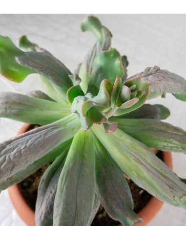 Echeveria culibra