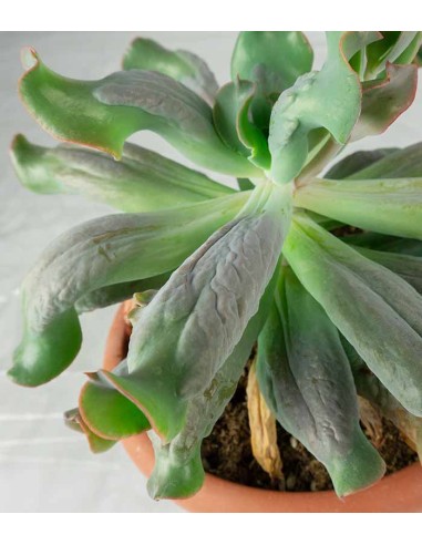 Echeveria culibra