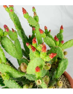 Opuntia quitensis 2