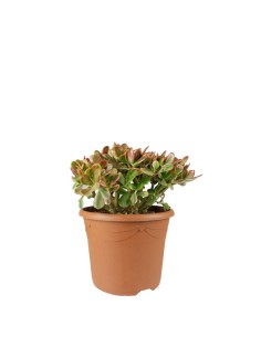 Crassula ovata variegata