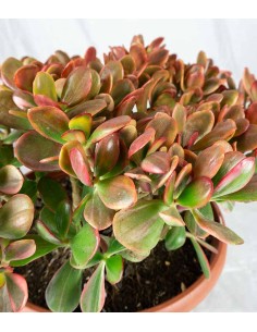 Crassula ovata variegata 2