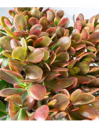 Crassula ovata variegata