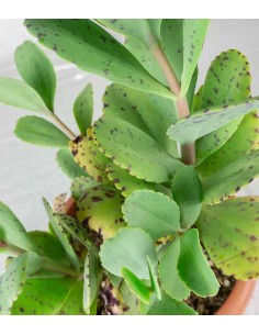 Kalanchoe marmorata 2