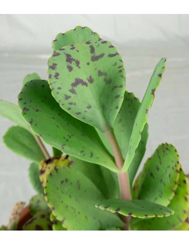 Kalanchoe marmorata