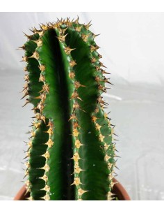 Euphorbia abyssinica 2