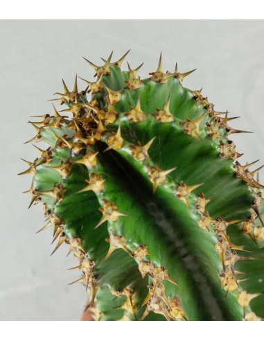 Euphorbia abyssinica