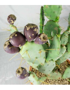 Opuntia vulgaris 2