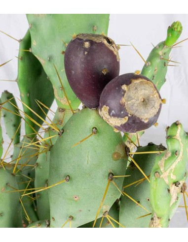 Opuntia vulgaris