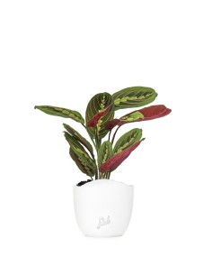 Calathea | Maranta...
