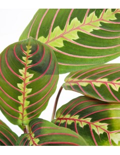 Calathea Fascinator 2