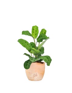 Calathea Kerchoveana | Maranta