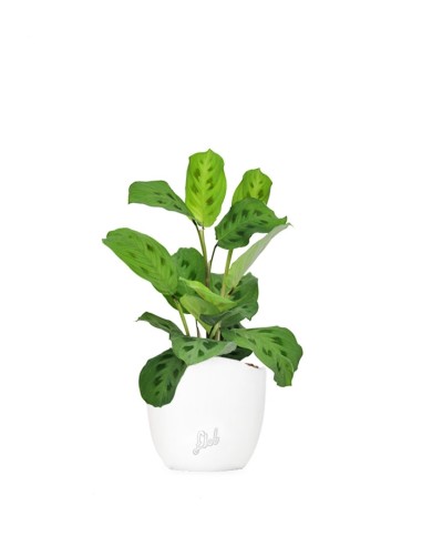 Calathea Kerchoveana | Maranta