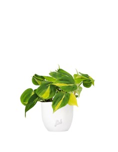 Filodendro Scandens Brazil