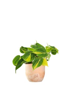 Filodendro Scandens Brazil 2