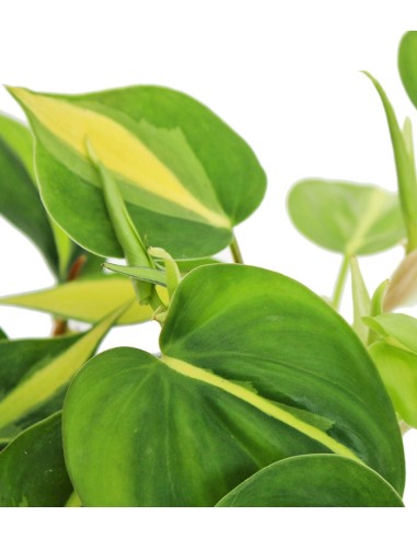 Filodendro Scandens Brazil Filodendro Scandens Brazil