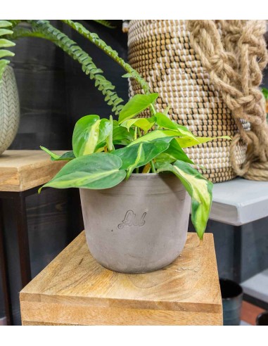 Filodendro Scandens Brazil Filodendro Scandens Brazil