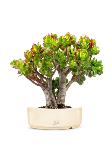 Crassula Compacta