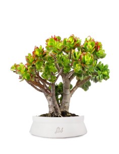 Crassula Compacta 2