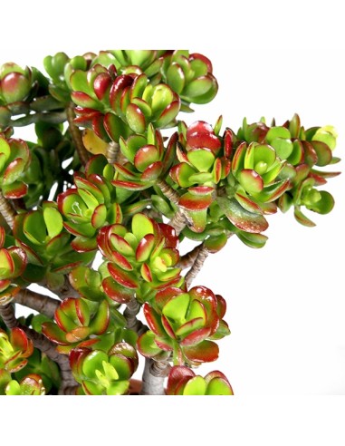 Crassula Compacta