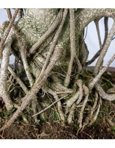 Ficus retusa 29 anni esemplare 2