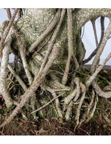 Ficus retusa 29 anni esemplare