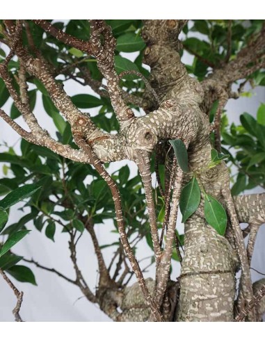 Ficus retusa 29 anni esemplare