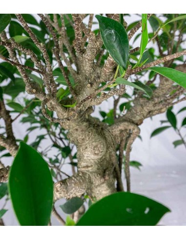 Ficus retusa 29 anni esemplare