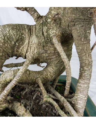 Ficus retusa 26 anni esemplare