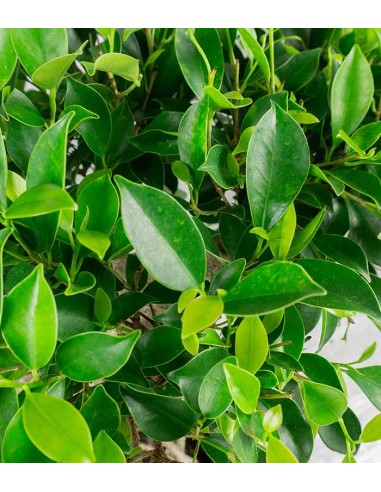 Ficus retusa 26 anni esemplare
