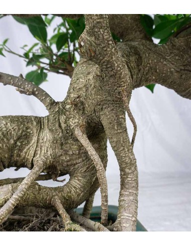 Ficus retusa 26 anni esemplare