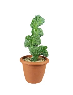 Myrtillocactus Geometrizans...