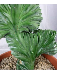 Myrtillocactus Geometrizans... 2