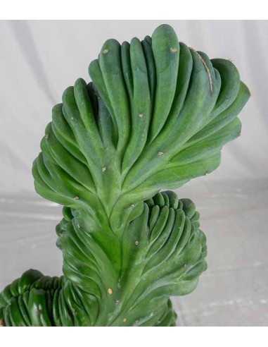 Myrtillocactus Geometrizans Crestato...