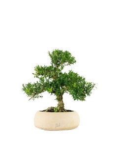 Buxus Bosso bonsai